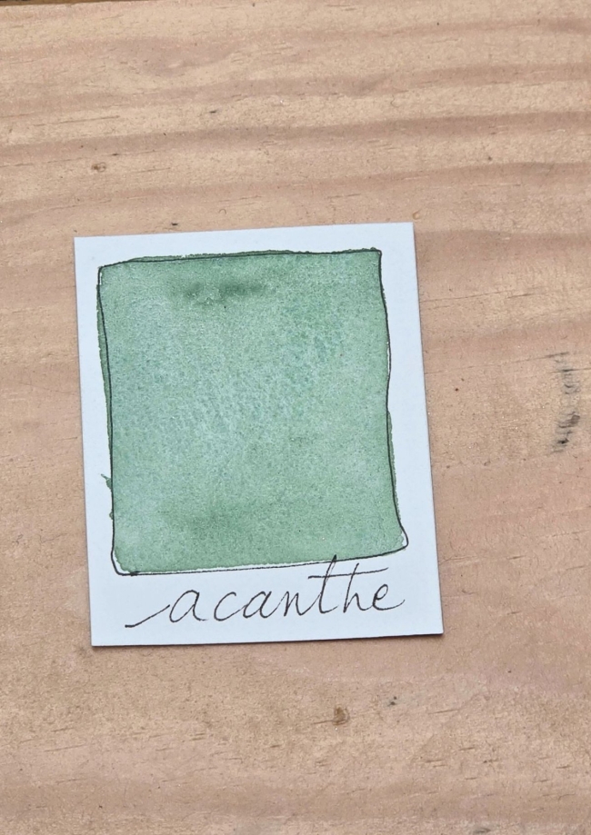 Acanthe 